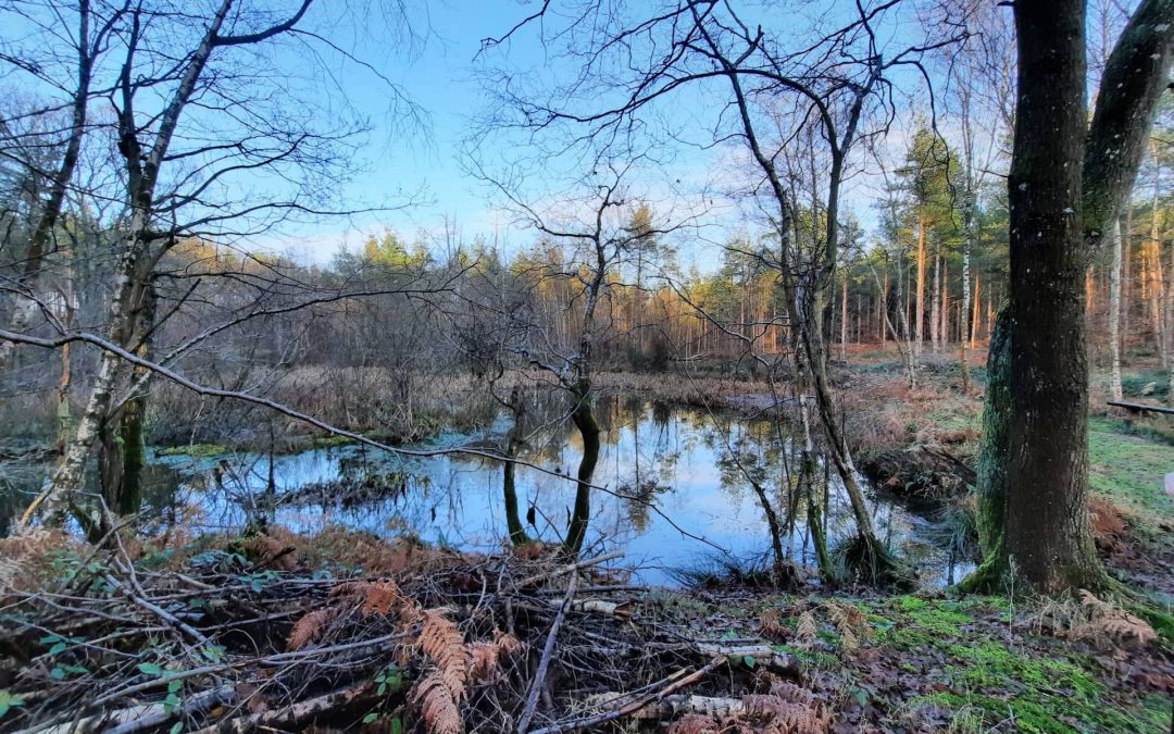 Natural Flood Prevention