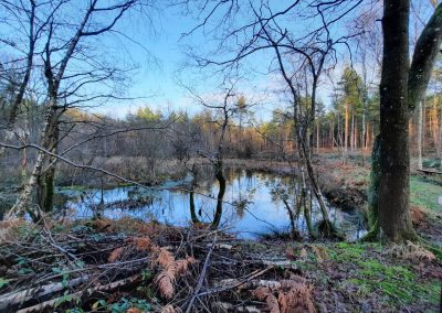 Natural Flood Prevention