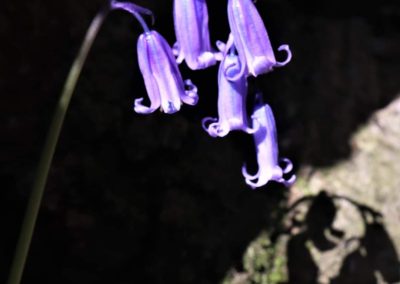 Bluebells close up. Credit: Steve Lewis