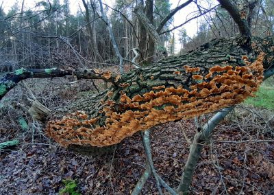 Funghi. Credit: Steve Lewis