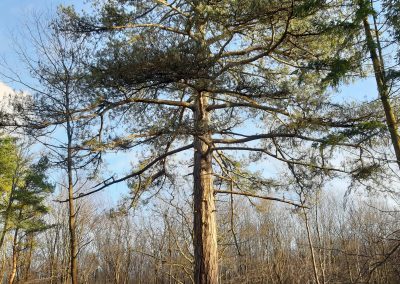 Giant tree in Laughton Greenwood. Credit: Steve Lewis