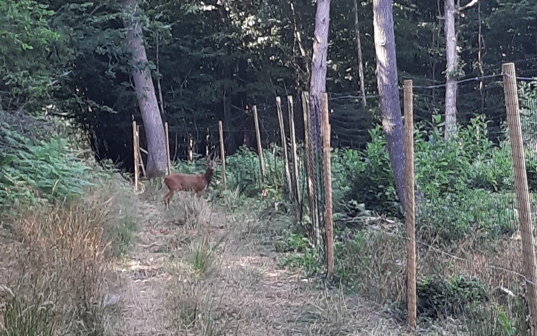 The New Fence Around The ‘Natural Regeneration Area’