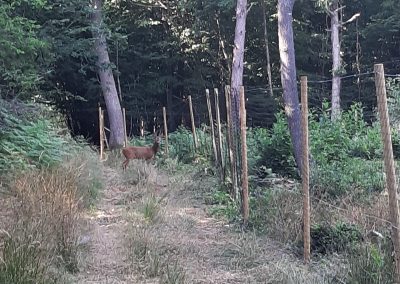 The New Fence Around The ‘Natural Regeneration Area’