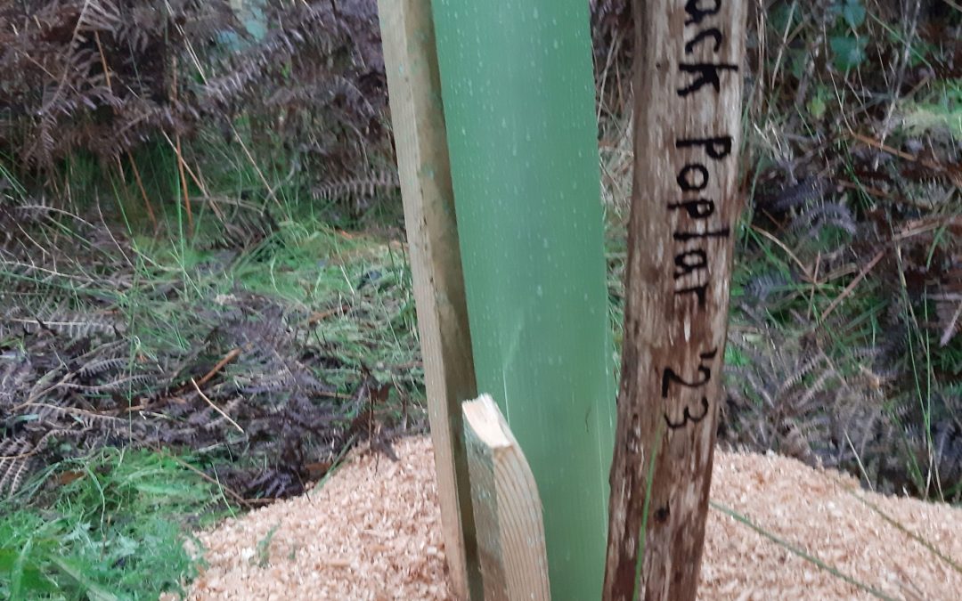 Populating Poplars