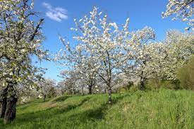 Helping Laughton Greenwood Blossom