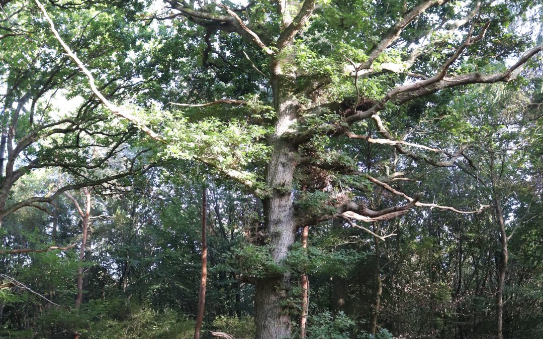 When is an oak not a (healthy) oak?