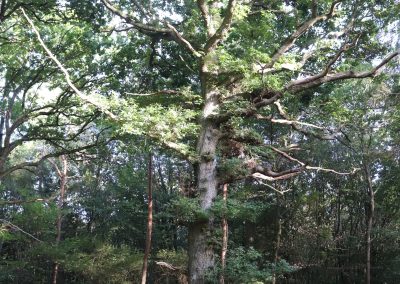 When is an oak not a (healthy) oak?