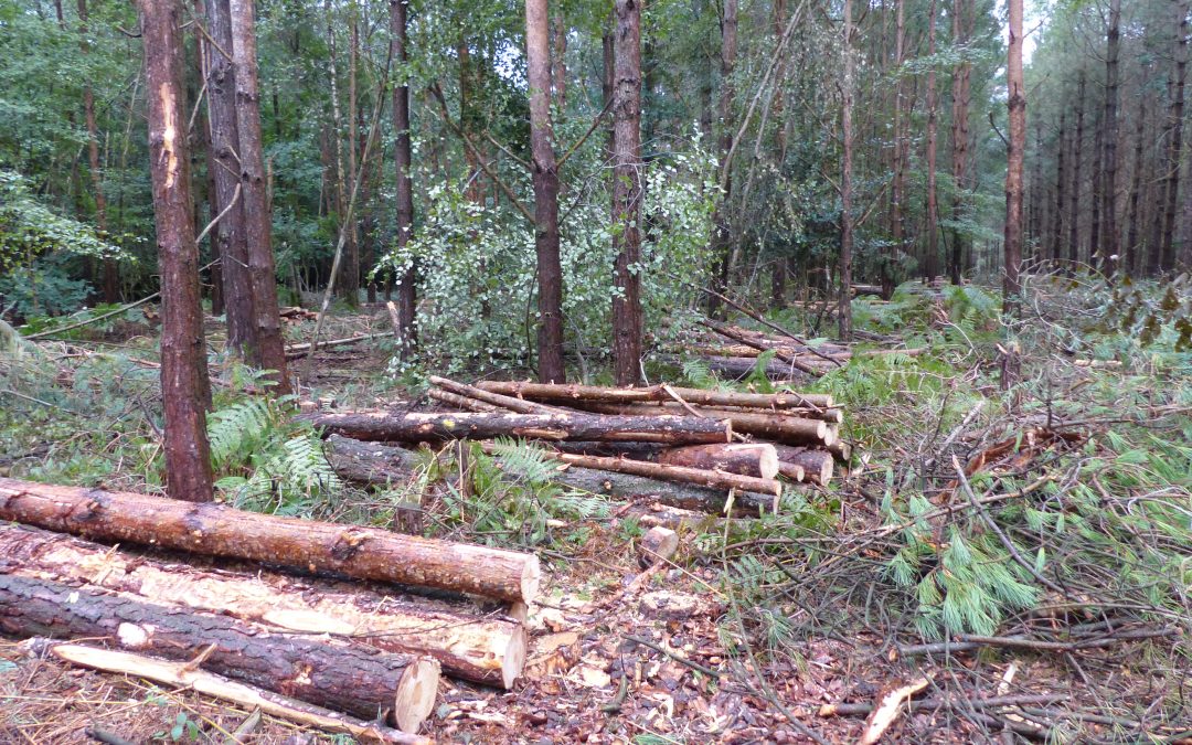 Tree Felling, August 2024 in Laughton Greenwood
