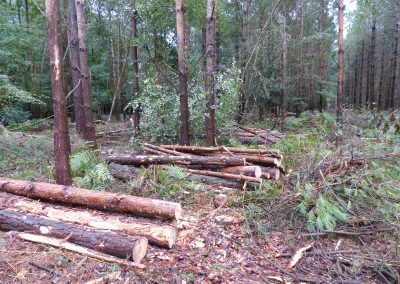 Tree Felling, August 2024 in Laughton Greenwood